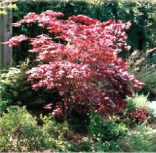 julia-burke-tree-dedication1